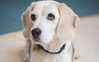 Hund im Seniorenheim Wittelsbach
