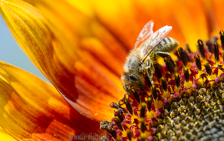 rettet die Bienen - motiv-digital