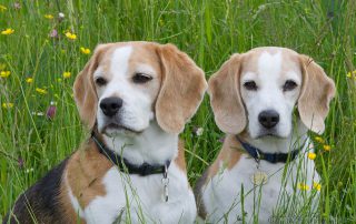 ehrenamtliche Begleithunde Haus Wittelsbach