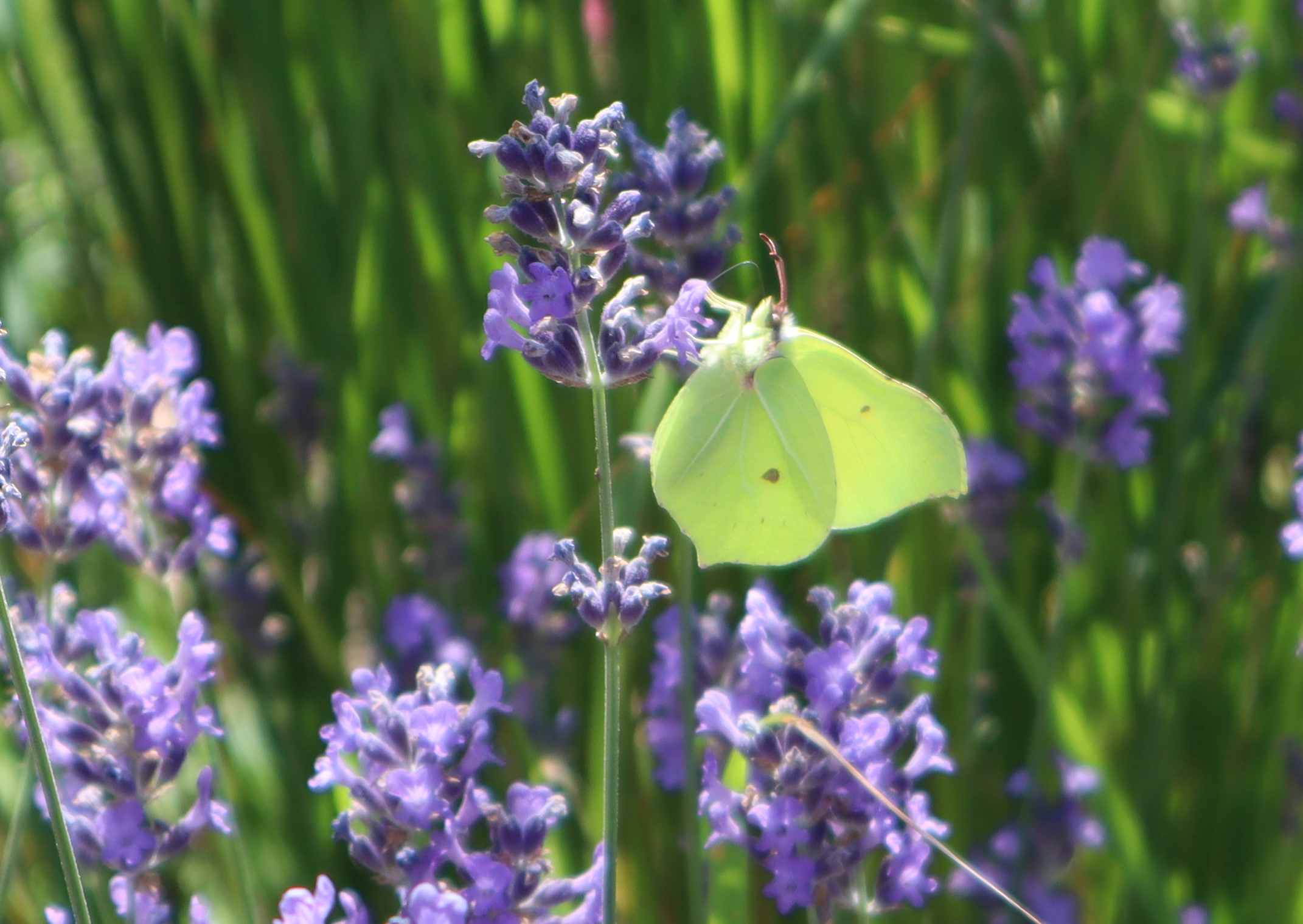 Heimzeitung 86 – Seite 27 – Foto 2